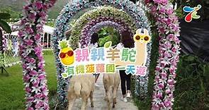 香港郊遊遊🍍【親親羊駝】錦田菠蘿園有機農莊一天遊
