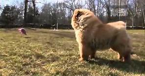 Dogs 101 Chow Chow