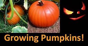 How To Grow Pumpkins - Part 1