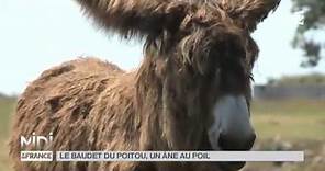 Animaux : le baudet du Poitou