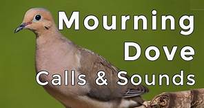 Mourning Dove Calls and Sounds (2024) - The THREE noises these birds make!
