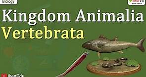 Kingdom Animalia ~ Vertebrata | Class 11 Biology | iKen