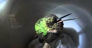 Sleeping hummingbird "snores" in Peru