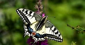 Swallowtail (Papilio machaon) from egg to butterfly