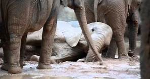 Manada de elefantes jugando en el barro. #ExperienciasBioparc