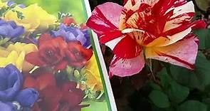 Costco's Maurice Utrillo Hybrid Tea Rose: Red, Yellow & Cream Flowers