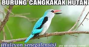 BURUNG CANGKAKAK HUTAN (Halcyon senegalensis)