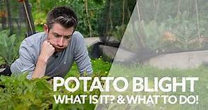 Potato Blight | What is Blight? Potato Blight Symptoms & What to Do if You've Got It!