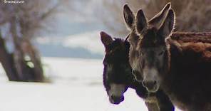 Guard donkeys sent to protect Northern Colorado cow herd from wolves