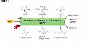 Branched Chain Amino Acid Metabolism | BCAA Catabolism | Pathway and Regulation