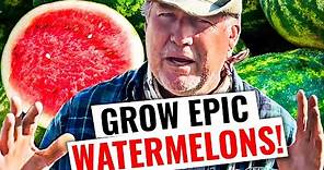 How To Grow HUGE Watermelons!