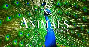 Animals Stock Footage | No Copyright Wildlife Shots | Royalty free animals | free stock videos