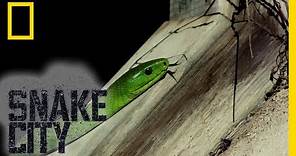 Green Snake Identification | Snake City