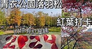 青衣公園落羽松|快閃紅葉打卡|2024/1/1最新實境|兒童公園遊樂場|青衣城|青衣公園點去