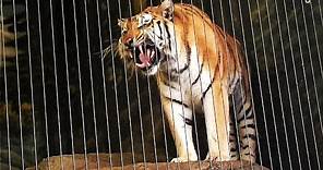 Siberian Tiger Roars at Lincoln Park Zoo