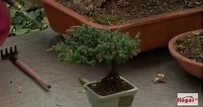 Como son los cuidados para los bonsais juniperos y caducifolio - Hogar Tv por Juan Gonzalo Angel