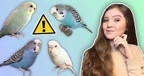 What You Need to Know Before Getting a Budgie! *THE TRUTH About Budgies as Pets*