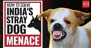 Stray dog menace: How to solve the stray dog problem | How to control stray dogs