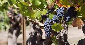 Harvest & Grape Crush Season in Sonoma County