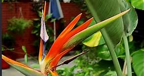 Bird of Paradise Perennial Plant,How to Grow,Care Make it Flower