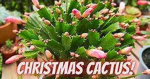 Christmas Cactus Care and Problems! Christmas Cactus not Blooming! Causes and Fix!