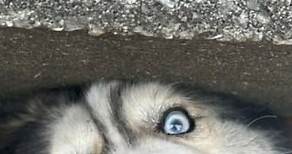 Dramatic moment husky is rescued from storm drain | Yahoo News Australia