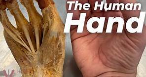 The INSANE Complexity of the Human Hand