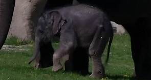 This baby elephant at Prague Zoo took... - Cleveland 19 News