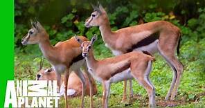 This Young Gazelle Is Healthy And Ready To Join The Herd! | The Zoo