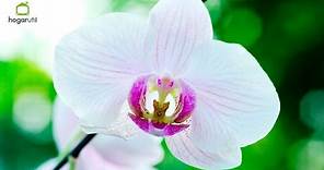 Cuidados básicos de las orquídeas - Decogarden - @Jardinatis
