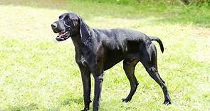 German Shorthaired Pointer Colors: Rarest to Most Common