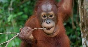 Orangutan - Man Of The Forest HD