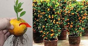 Best Skills How to grow Orange tree from orange fruit in pots