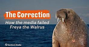 Freya The Walrus: How the media failed young, boat loving walrus in Oslo | The Correction