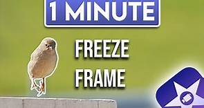 iMovie : How to Freeze Frame