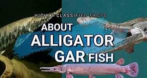 Alligator Gar Fish | Review | All you Need To Know About Alligator Gars | MinCo Aquariums |