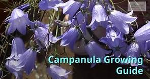 Campanula Gardening Guide