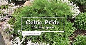 30 Seconds with Celtic Pride® Siberian Cypress
