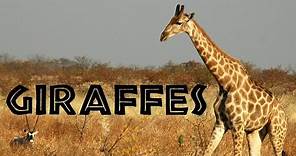 Giraffes for Kids: Learn about Giraffes - FreeSchool