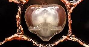 Desarrollo de una abeja obrera - Time-Lapse