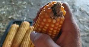 Como obtener/sacar la semilla de maíz para siembra.