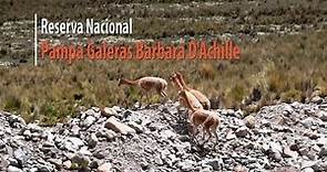 Reserva Nacional Pampa Galeras Bárbara D'Achille | LaMecha.pe