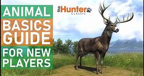 Animal Basics Guide for New Players - theHunter Classic