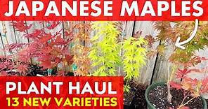 13 Beautiful NEW Japanese Maple Tree Varieties | Plant Haul Tour
