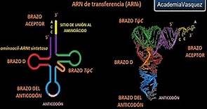 ARNt: ARN de transferencia