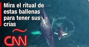 Estas majestuosas ballenas jorobadas tienen a sus crías en el pacífico colombiano