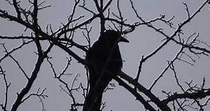 Cuervo graznando sobre un árbol