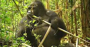 Les Défis des Gorilles: Une Histoire de Courage et de Détermination