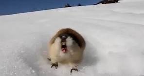 Angry Norwegian lemmings are the bravest of them all