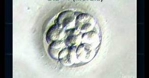 Desarrollo embrionario hasta blastocito
